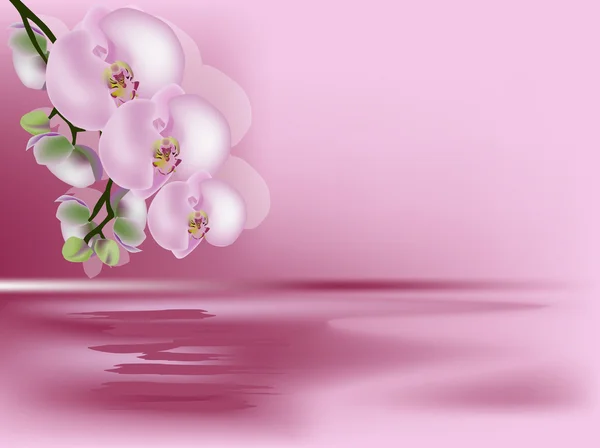 Ilustración rosa con grandes flores de orquídea — Archivo Imágenes Vectoriales