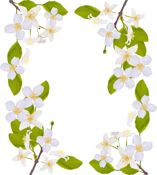 ジャスミンの花フレーム図 — ストックベクタ