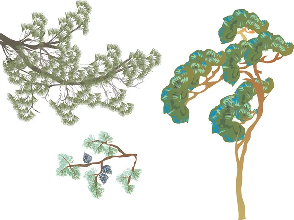 Conjunto de ramas verdes de pino — Vector de stock