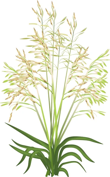 Зеленая трава, выделенная на белой иллюстрации — стоковый вектор