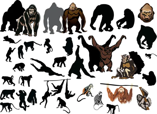 Grande collection de singes différents — Image vectorielle