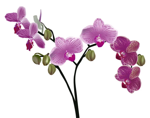 Geïsoleerde paarse orchid floral branch — Stockvector