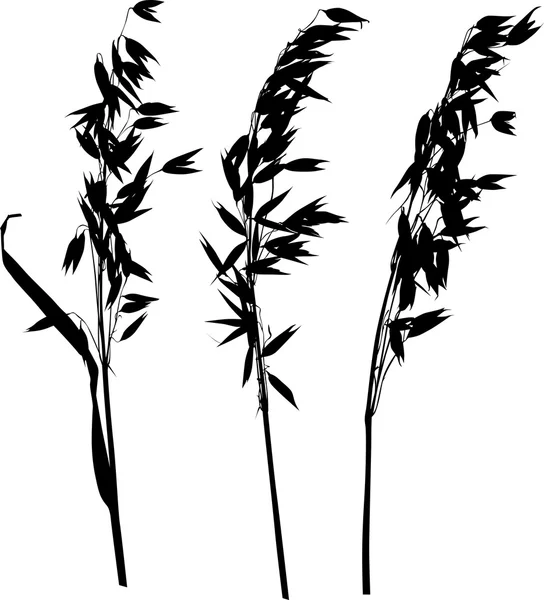 Trois silhouettes d'oreilles d'avoine sur blanc — Image vectorielle