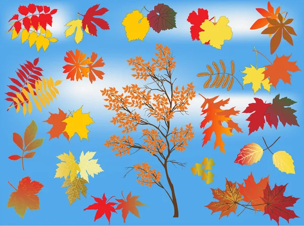 Set of autumn leaves on blue background — Stock Vector