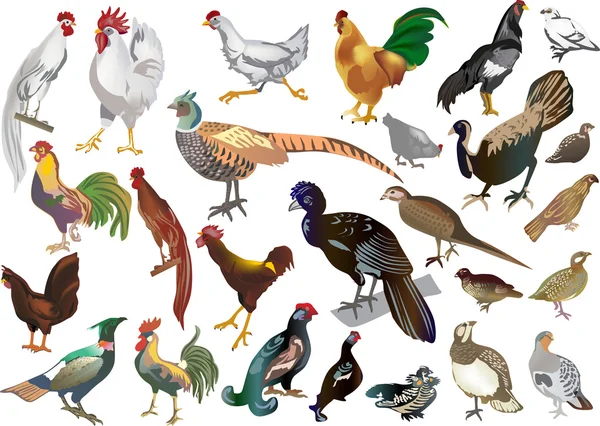 Veintiséis aves aisladas — Vector de stock