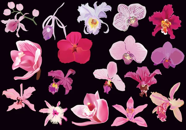 Pink orchids collection on black background — Stock Vector