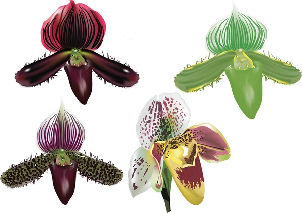 Четыре цвета орхидеи на белом — стоковый вектор