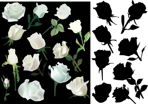 Bianco e nero collezione di fiori di rosa — Vettoriale Stock