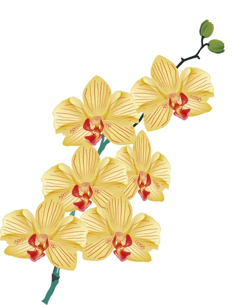 Oddział złota orchidea kwiat na białym tle — Wektor stockowy