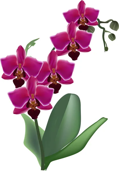 Rose foncé isolé branche de fleur d'orchidée — Image vectorielle