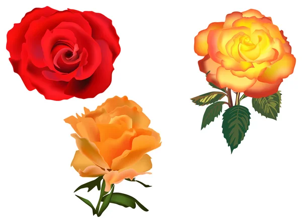 Tres rosas anaranjadas y rojas aisladas — Archivo Imágenes Vectoriales