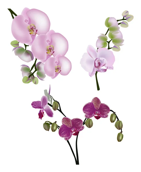 Tre infiorescenze di orchidea rosa su bianco — Vettoriale Stock