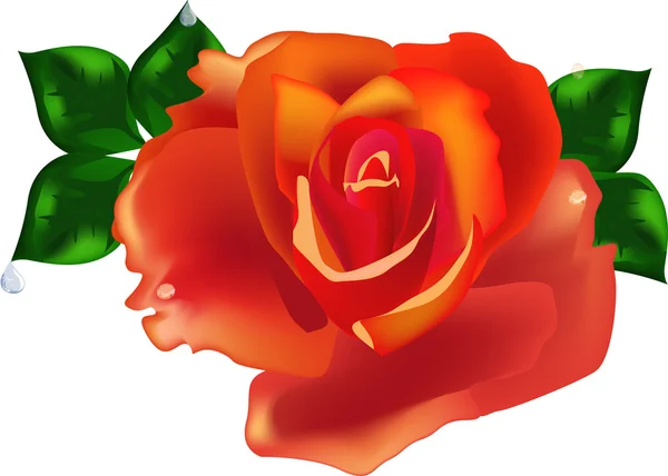 Rosa naranja flor con hojas y gota — Vector de stock