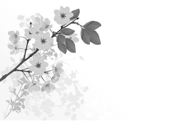 Grey sakura flowers illustration — Stock Vector
