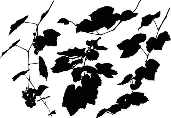 Четыре изолированные виноградные лозы с виноградом — стоковый вектор