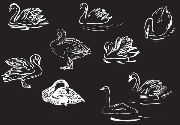 Коллекция черновиков белого лебедя на черном — стоковый вектор