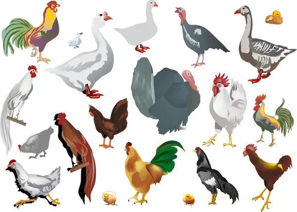 Набор изолированных цветных птиц фермы — стоковый вектор