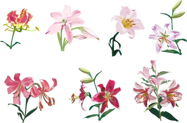 Seven lily flowers collection — Stock Vector