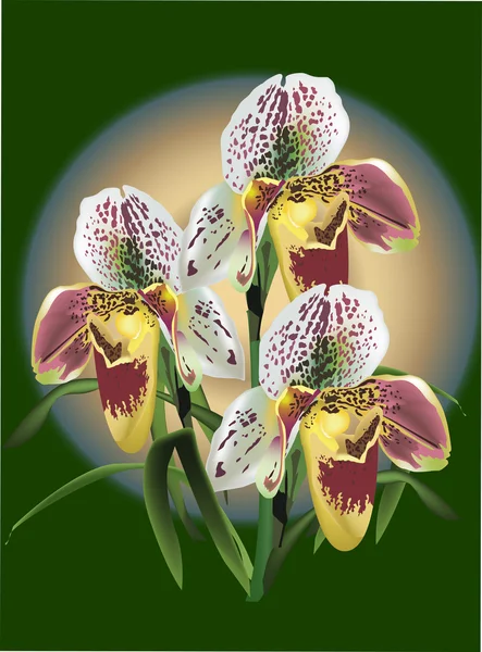 Three brown orchids on green background — Stock Vector