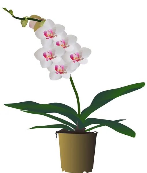 Branco com ramo rosa da flor do orchid no potenciômetro — Vetor de Stock