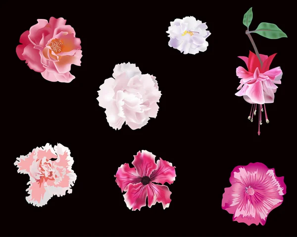 Conjunto de flores rosadas aisladas en negro — Archivo Imágenes Vectoriales