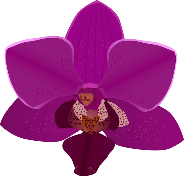 Flor de orquídea rosa oscuro aislado ilustración — Vector de stock