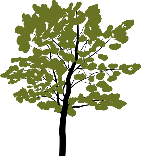 Eristetty valkoinen vihreä leveälehtinen puu — vektorikuva