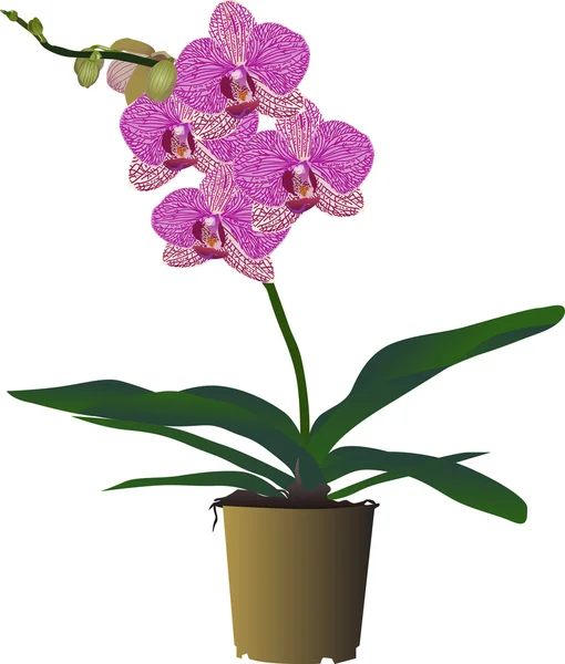 Roze orchideebloem tak in pot — Stockvector