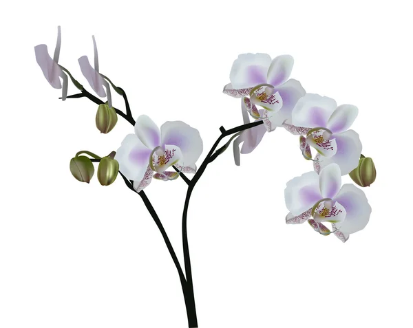 Ljus lila blommig orkidé isolerade gren — Stock vektor