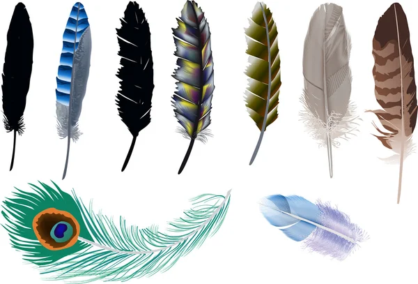 Nine isolated feathers illustration — Stock Vector