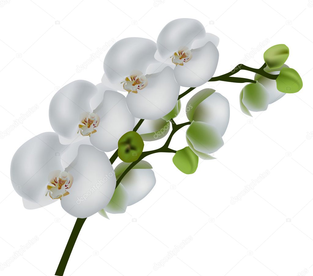 isolated white orchids branch