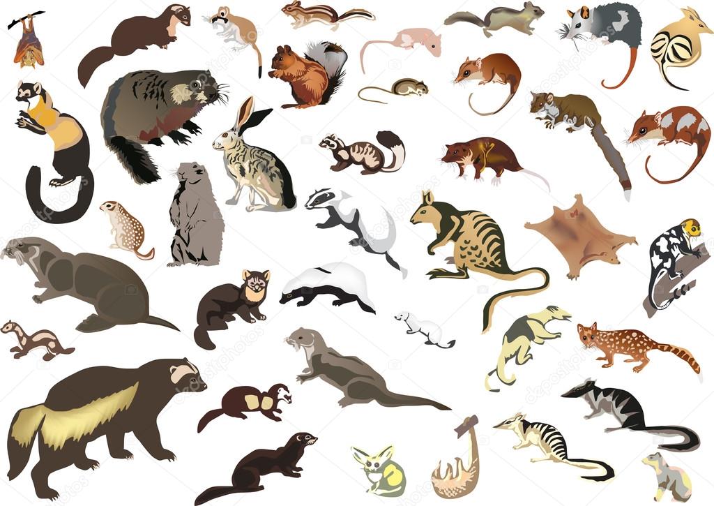 Large collection of small animals Stock Vector Image by © #24187913