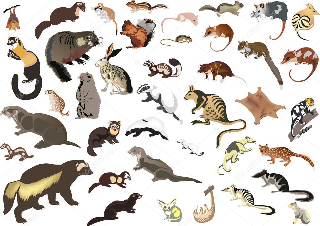 large collection of small animals