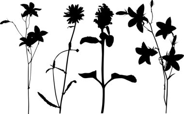 Beyaz üzerine dört yabani çiçek silueti