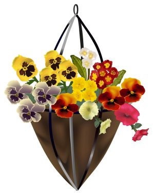 renk Bahçe Menekşe beyaz izole