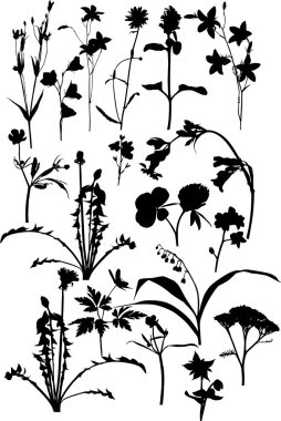 beyaz üzerine birçok yabani çiçekler