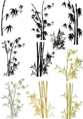 izole bambu koleksiyonu