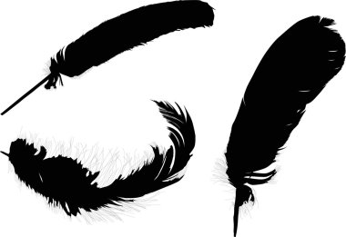 üç siyah tüyleri beyaz grup