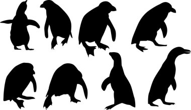 sekiz penguen siluetleri üzerinde beyaz izole