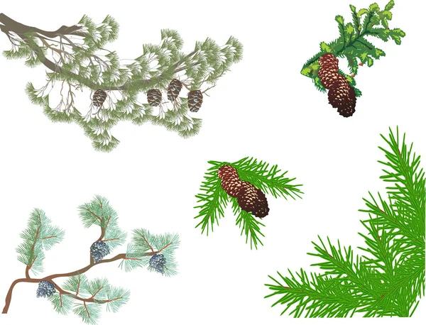 Conjunto de ramas de abeto y pino aisladas en blanco — Archivo Imágenes Vectoriales