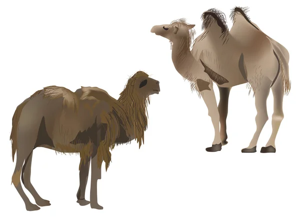 Dos camellos marrones aislados en blanco — Vector de stock