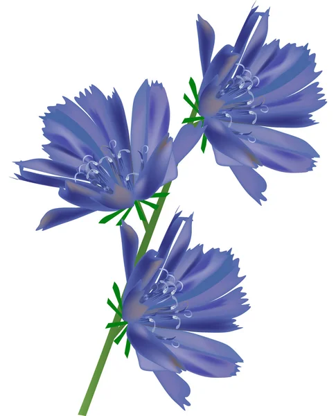 Tři modré květy na bílém pozadí — Stockový vektor