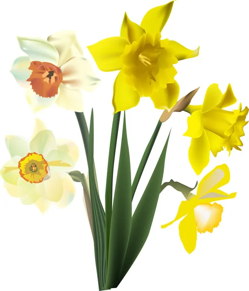 Vijf narcissus bloemen geïsoleerd op wit — Stockvector