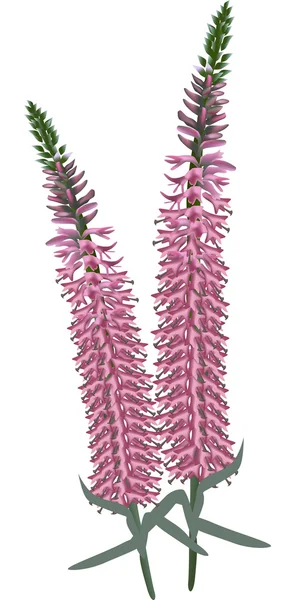 Рожеві квіткові суцвіття ізольовані на білому — стоковий вектор