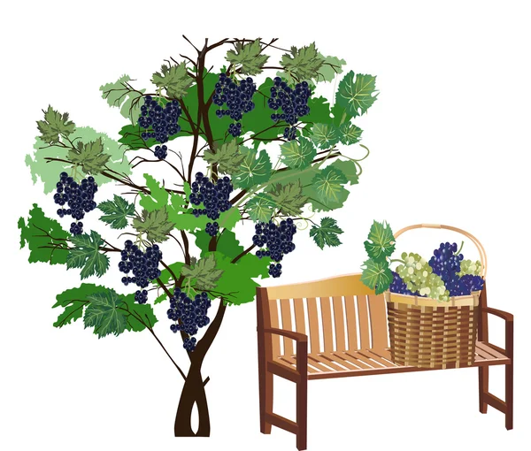 Bench near green vine with dark grapes — Stock Vector