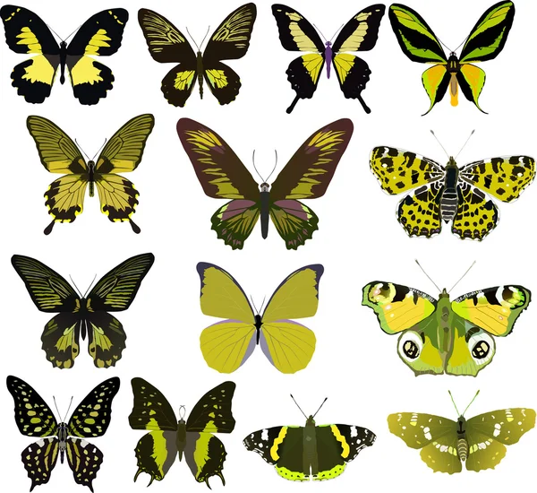 Fourteen yellow butterflies isolated on white — Stock Vector
