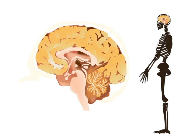 大脑和骨骼上白色隔离 — 图库矢量图片