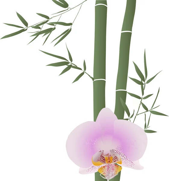 Bambus a růžová orchidej květina na bílém pozadí — Stockový vektor