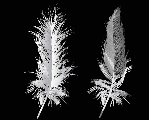 Dos plumas grises aisladas en negro — Vector de stock