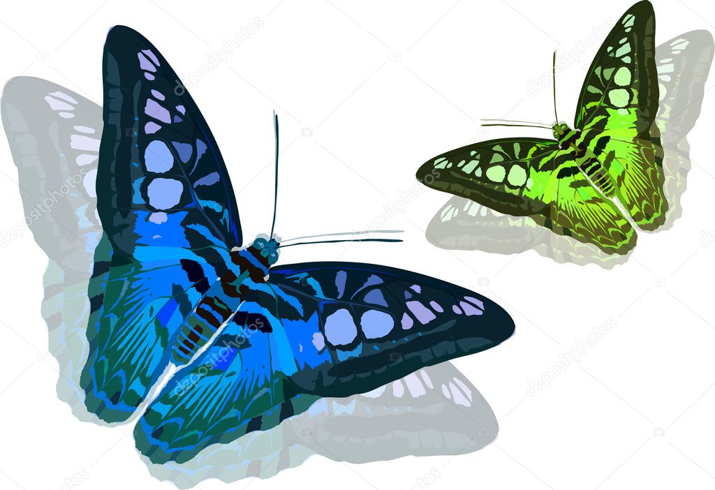 green and blue butterflies illustration